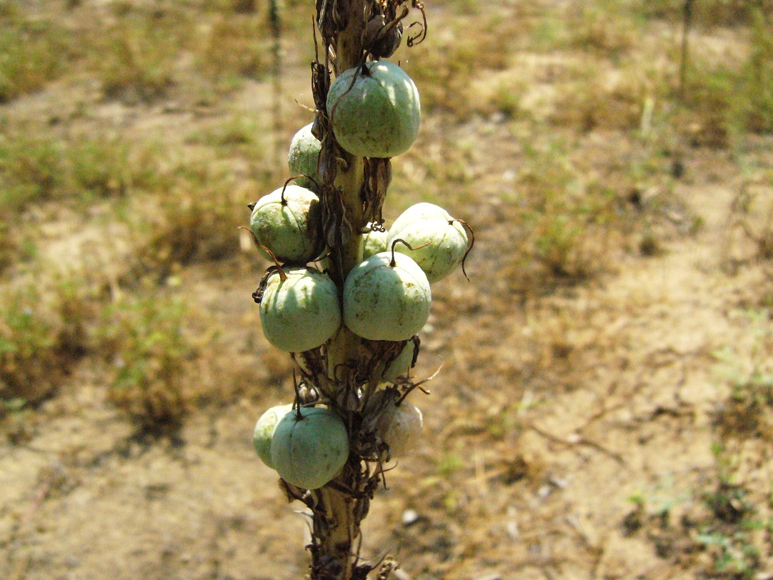 Image of genus Eremurus specimen.