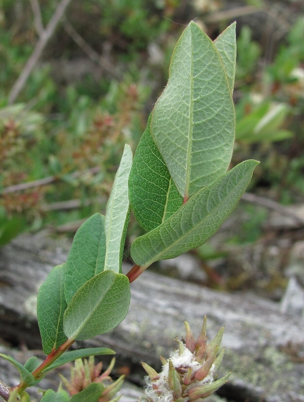 Изображение особи Salix myrtilloides.