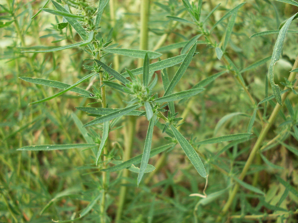 Image of Bassia scoparia f. trichophylla specimen.