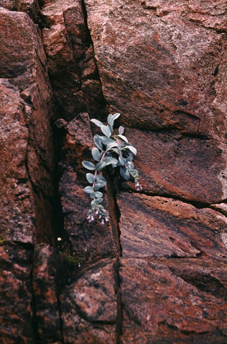 Image of Mertensia maritima specimen.