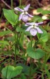 Смотреть изображение Viola riviniana