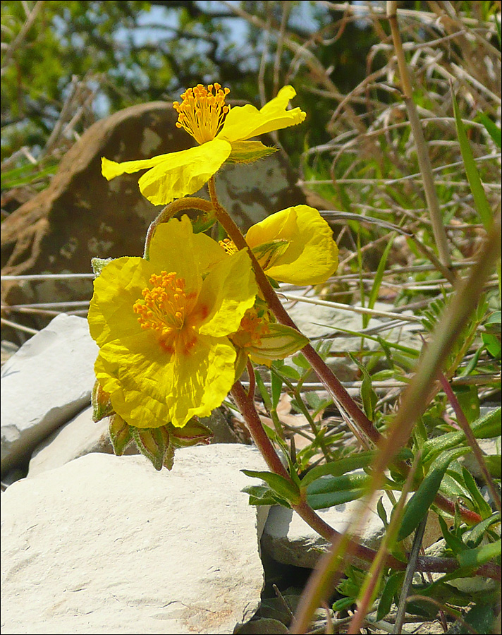 Image of Helianthemum nummularium specimen.