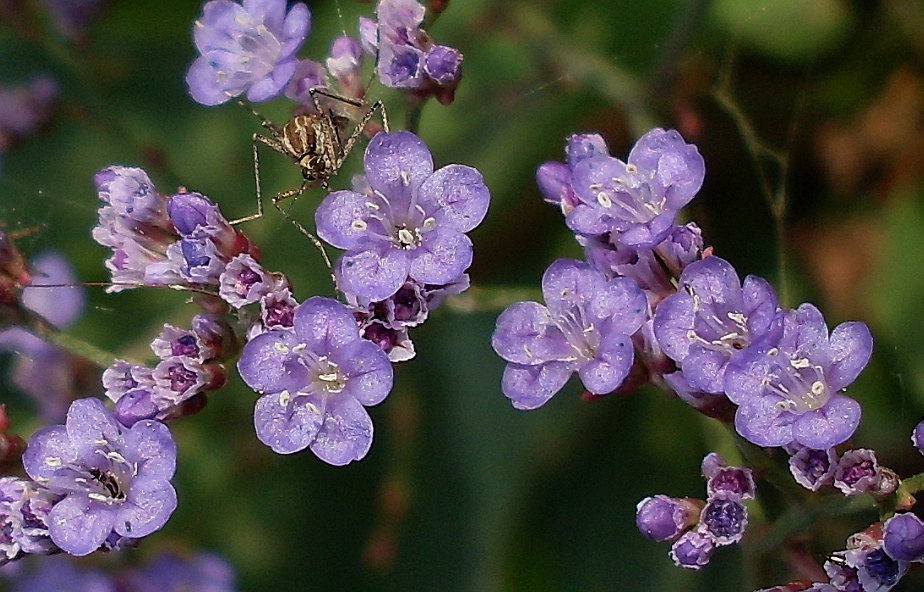 Image of Limonium scoparium specimen.