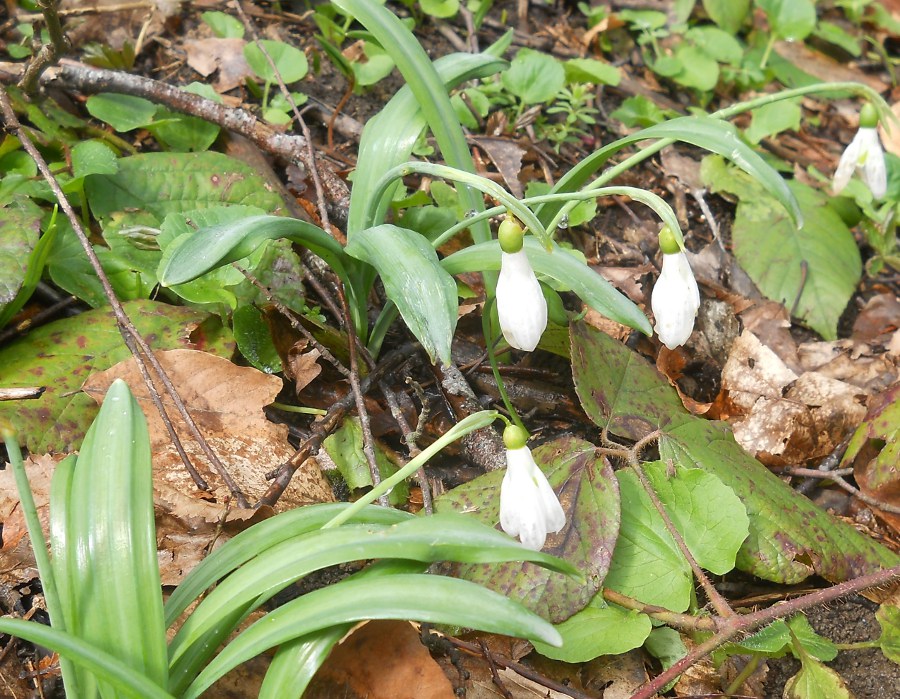 Изображение особи Galanthus plicatus.