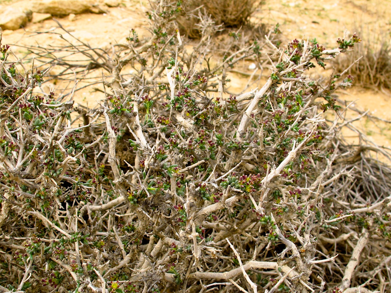 Image of Gymnocarpos decander specimen.