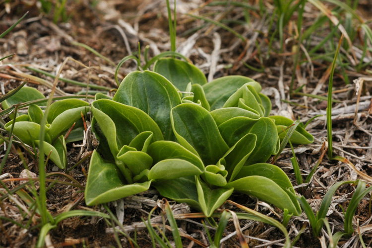 Image of Gentiana olivieri specimen.