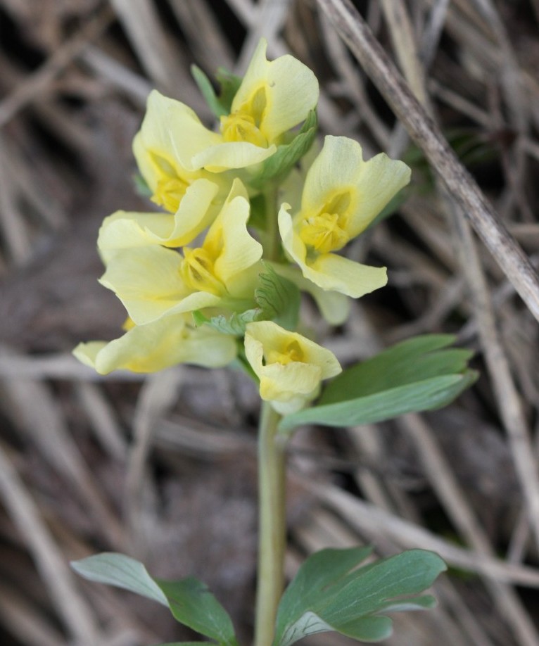 Image of Corydalis bracteata specimen.