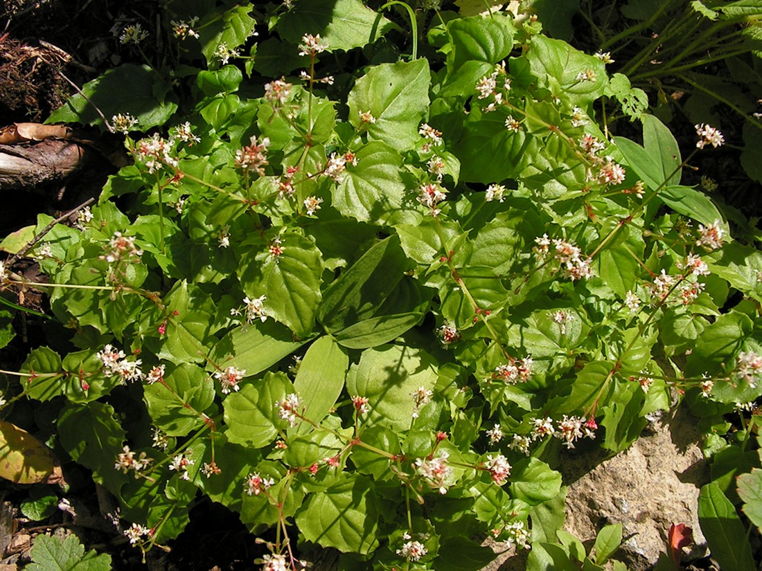 Image of genus Circaea specimen.