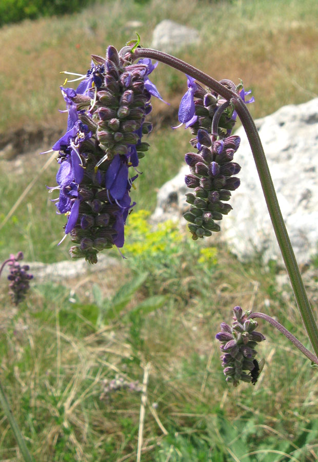 Изображение особи Salvia nutans.