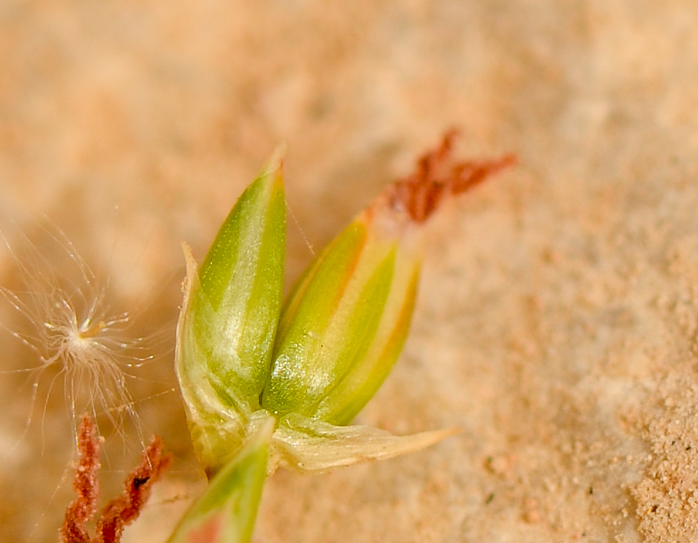 Image of Juncus arabicus specimen.