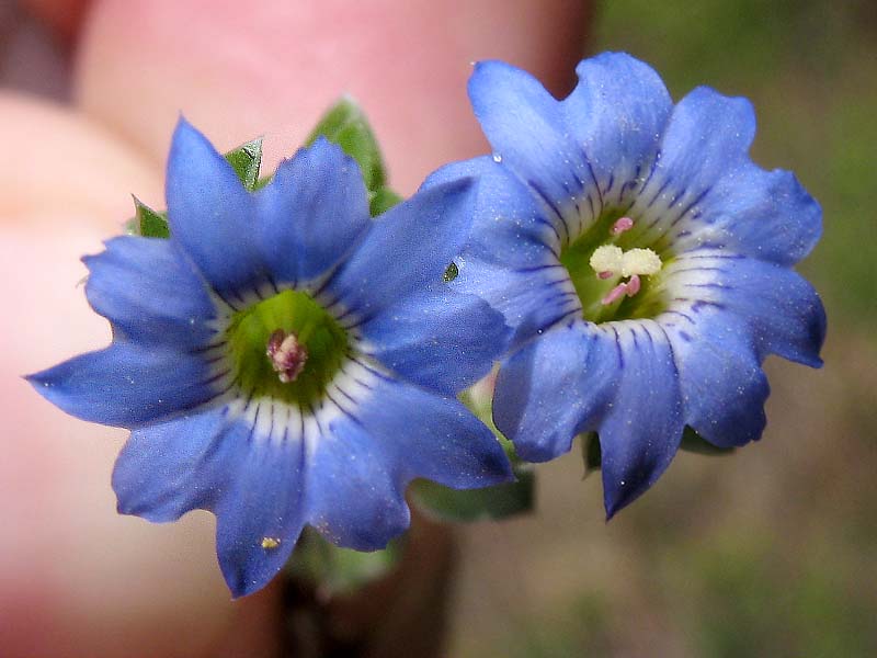 Image of Gentiana squarrosa specimen.