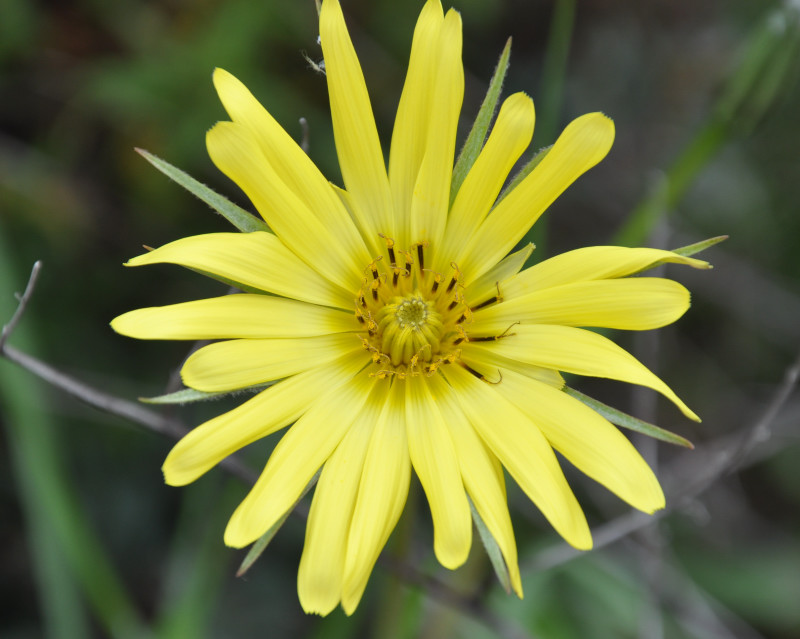 Изображение особи род Tragopogon.