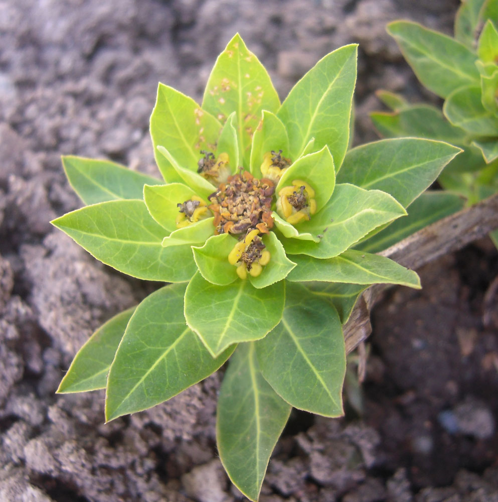 Изображение особи Euphorbia procera.