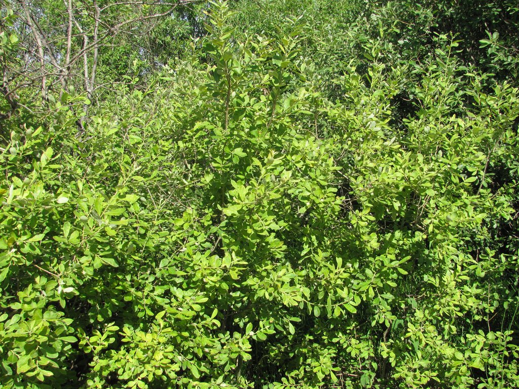 Image of Salix cinerea specimen.