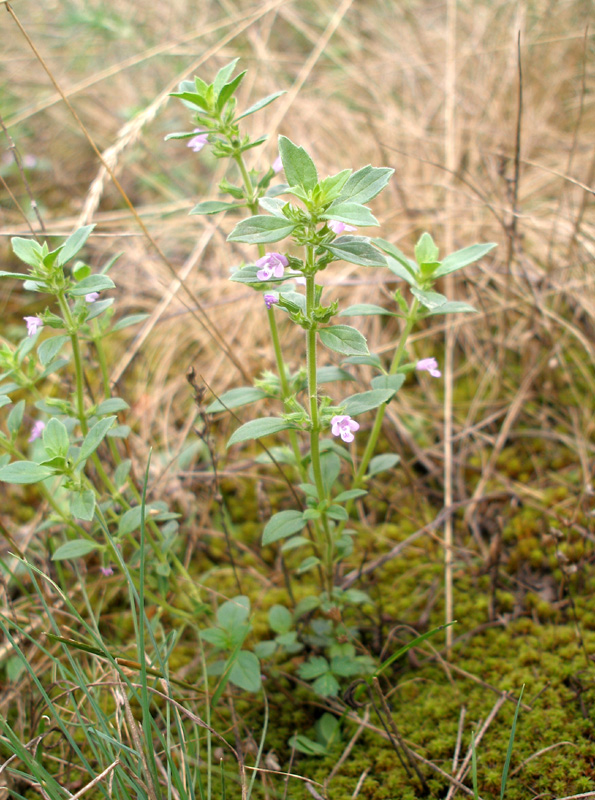 Image of Ziziphora acinos specimen.