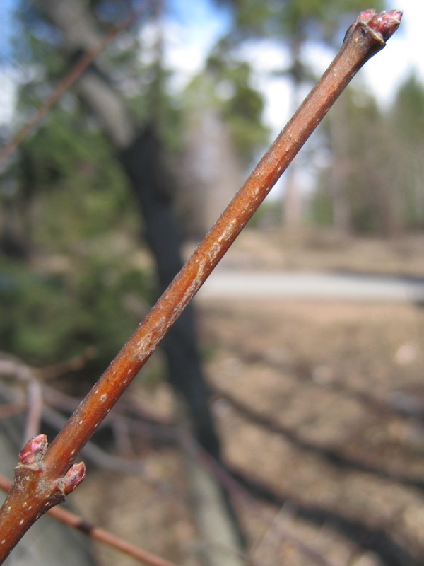 Image of Acer tataricum specimen.