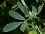 Medicago sativa. Листья. На концах листочков заметны шиповидные зубчики, характерные для рода люцерна. Киев, опушка Святошинского леса. Июнь 2008 г.