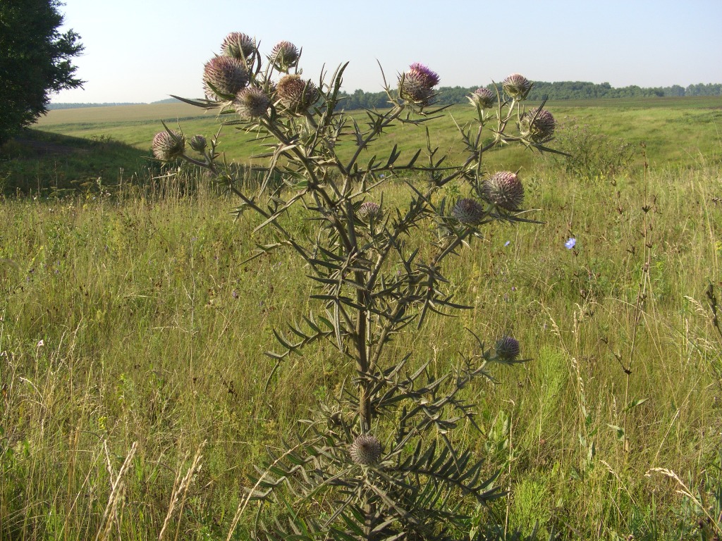 Изображение особи Cirsium polonicum.