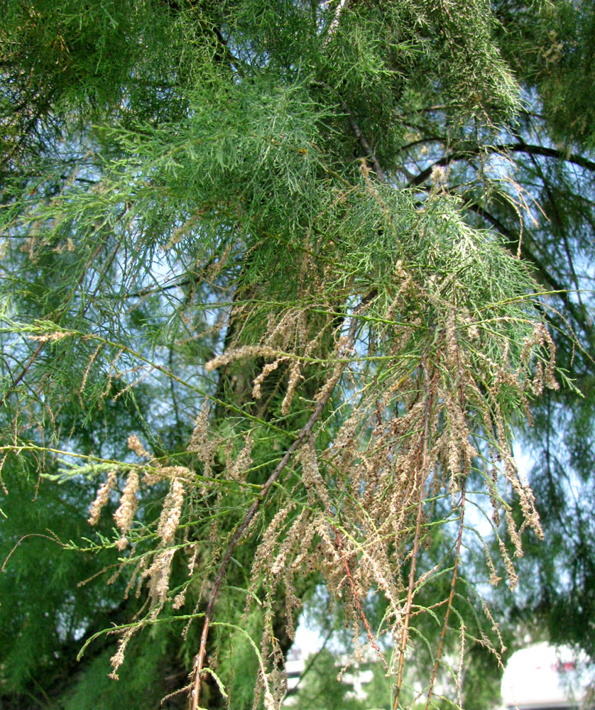 Image of genus Tamarix specimen.