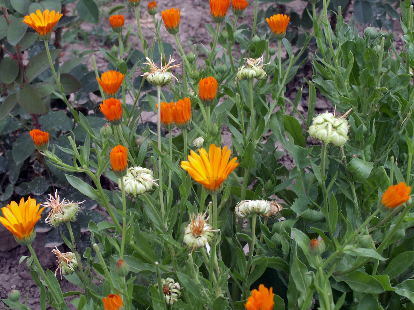 Image of Calendula officinalis specimen.