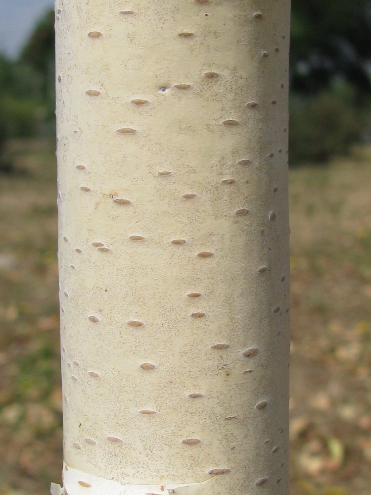 Изображение особи Betula pendula.