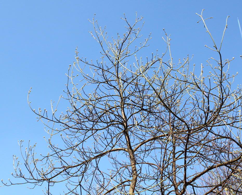 Image of Sassafras albidum specimen.