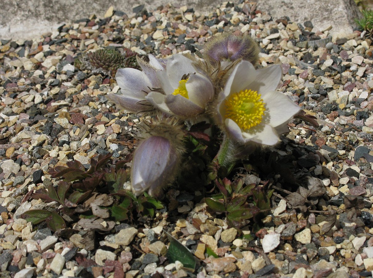 Изображение особи Pulsatilla vernalis.