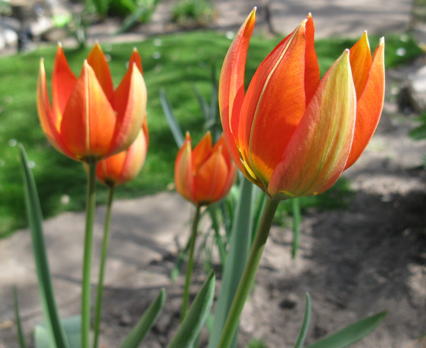 Image of Tulipa hageri specimen.