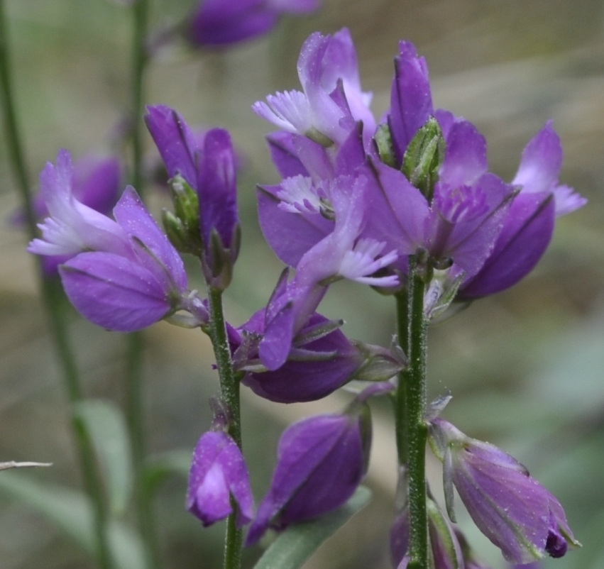 Изображение особи род Polygala.