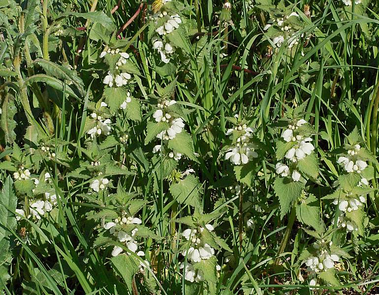 Image of Lamium album specimen.