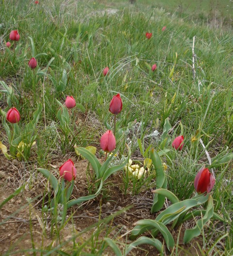 Изображение особи Tulipa julia.