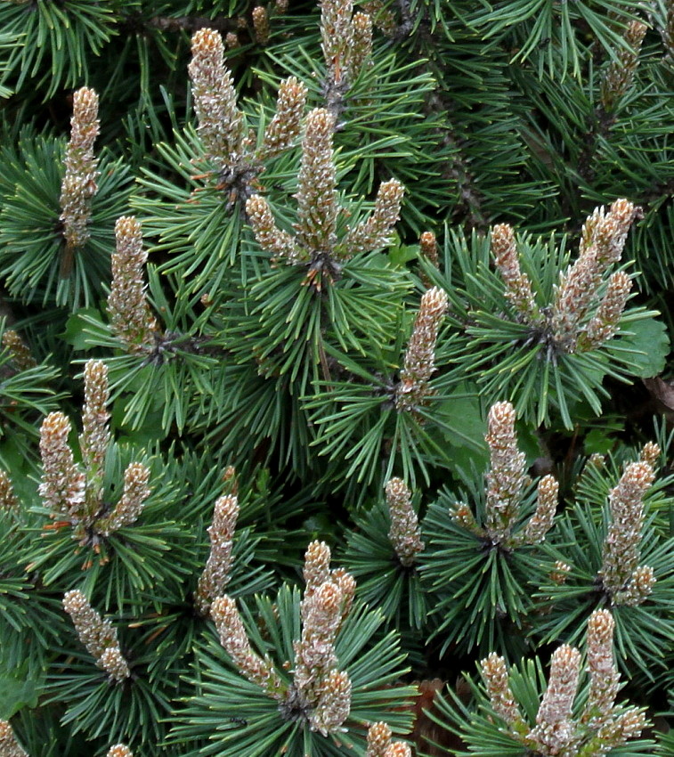 Image of Pinus mugo specimen.