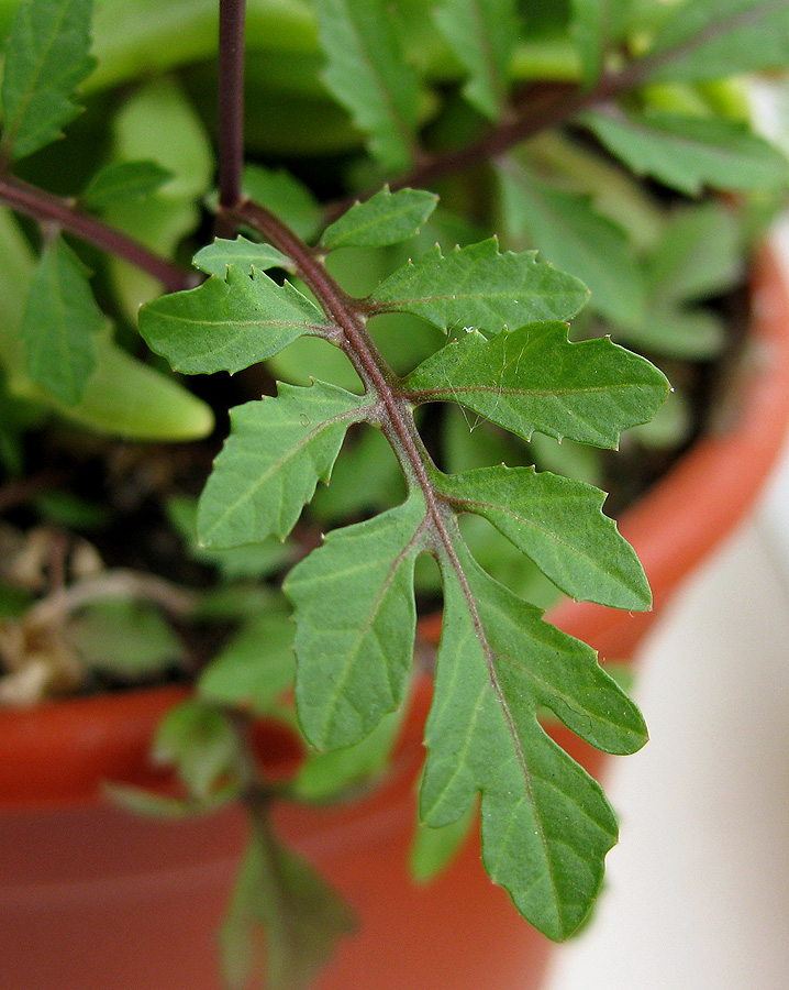 Image of Rorippa sylvestris specimen.