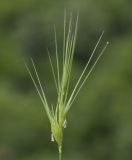 Aegilops ovata