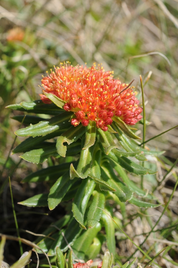 Изображение особи Rhodiola linearifolia.