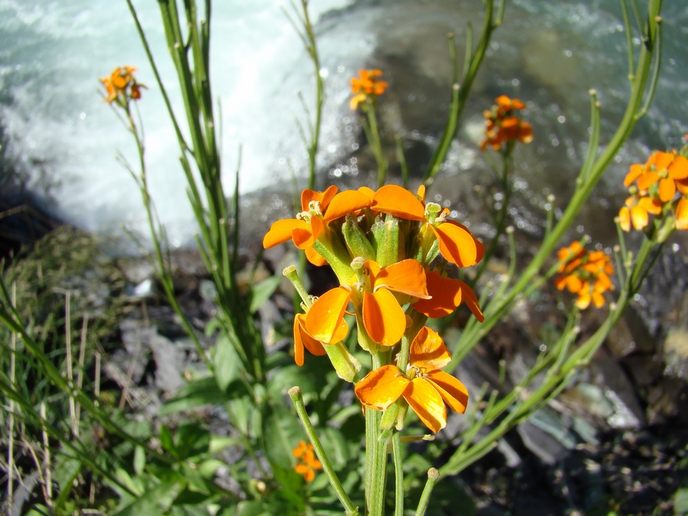 Image of Erysimum croceum specimen.