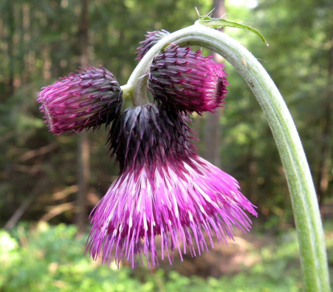 Изображение особи Cirsium waldsteinii.