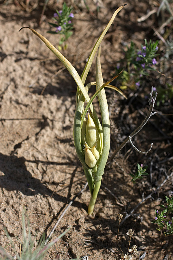 Image of Merendera robusta specimen.