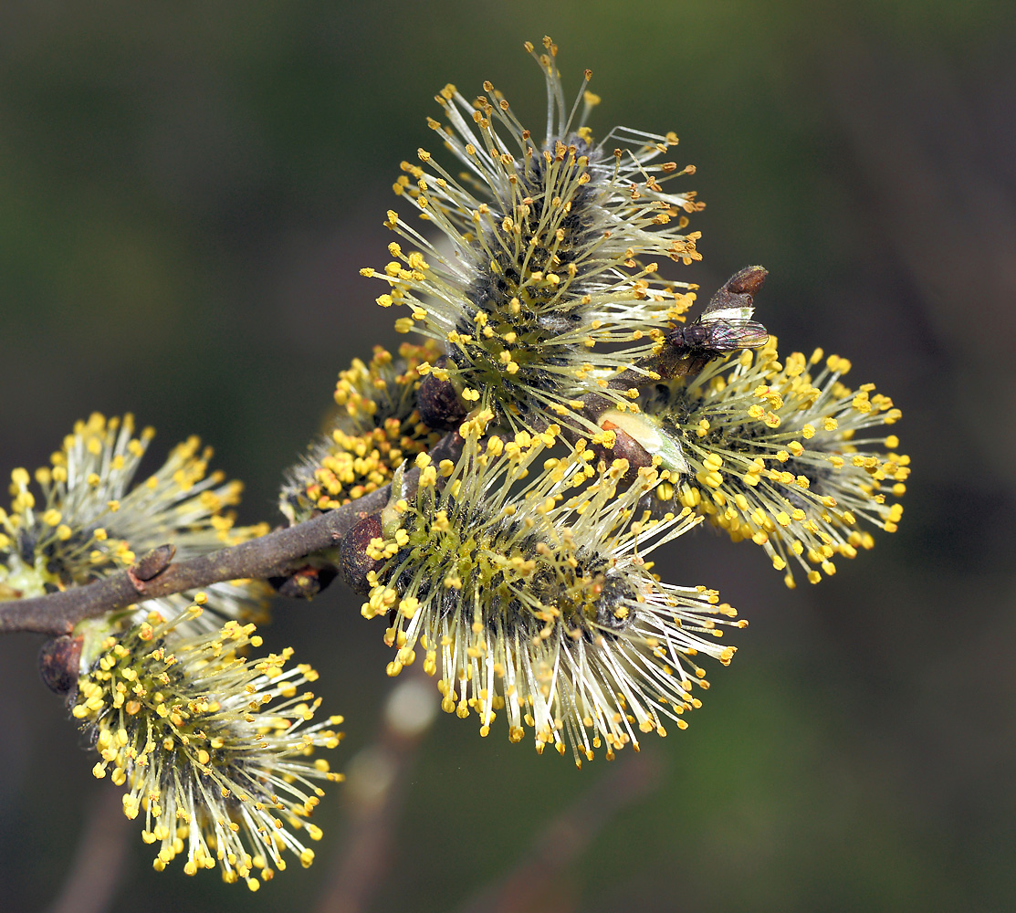 Image of genus Salix specimen.