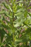 Grindelia squarrosa