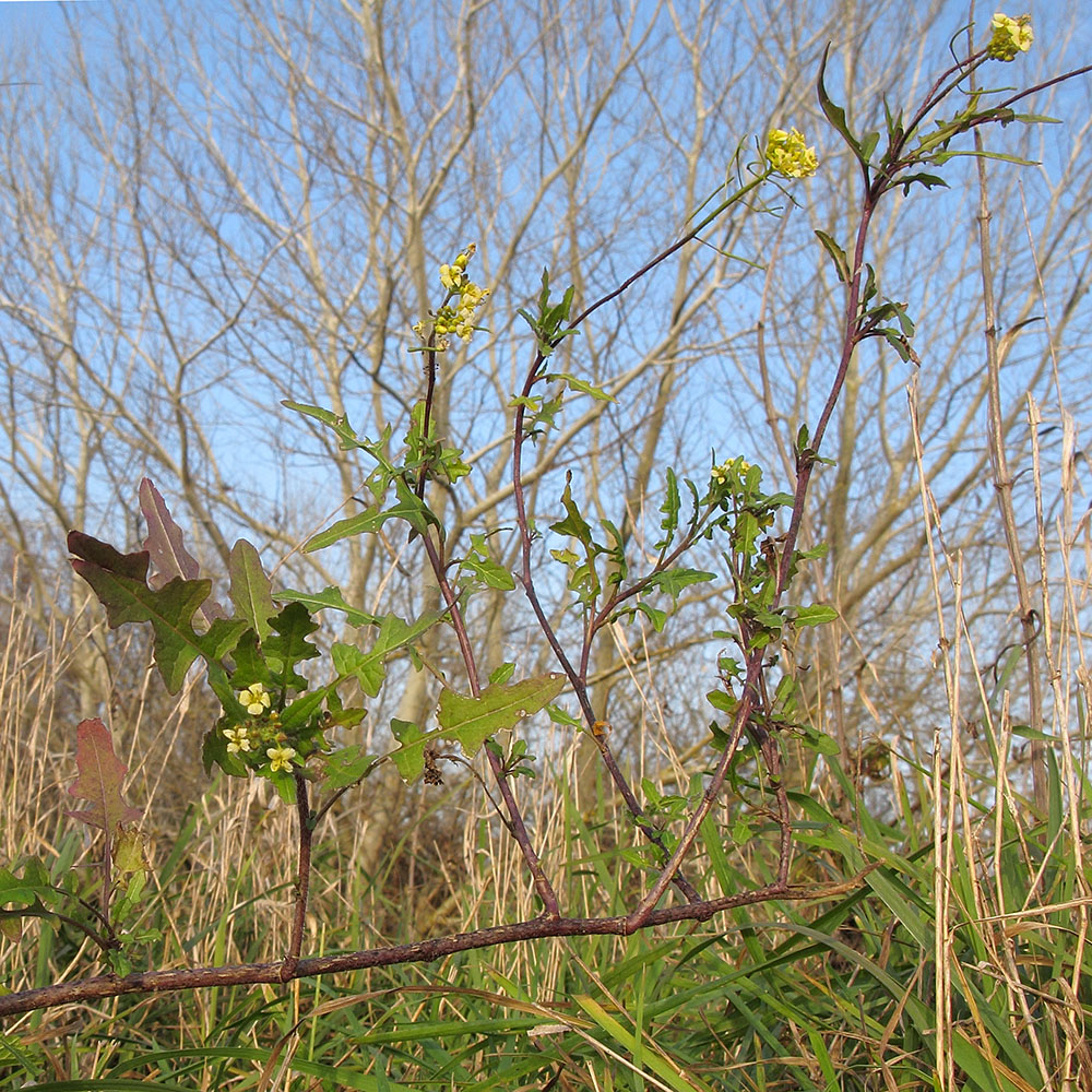 Image of Sisymbrium loeselii specimen.