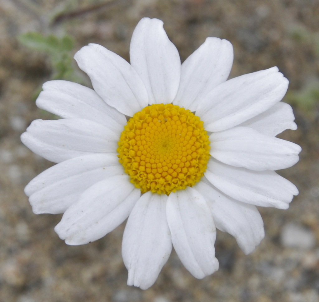 Image of Anthemis tomentosa specimen.