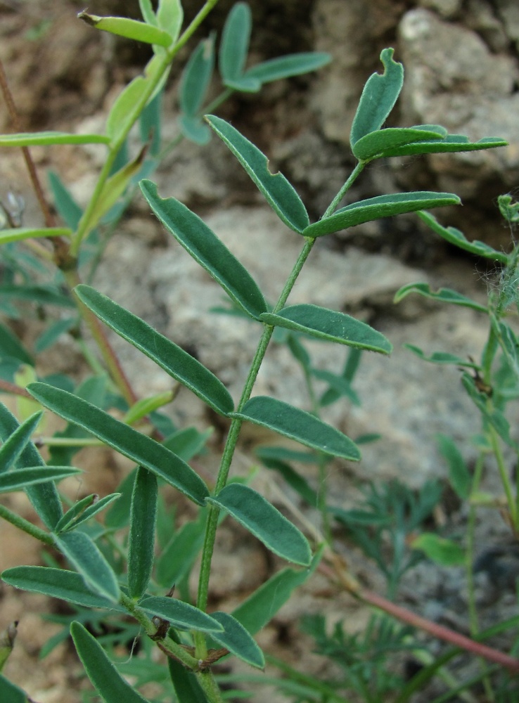 Image of Astragalus gorczakovskii specimen.