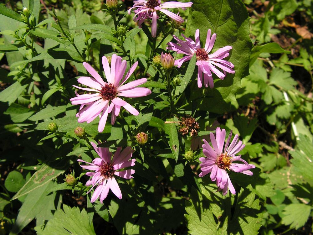 Image of genus Symphyotrichum specimen.