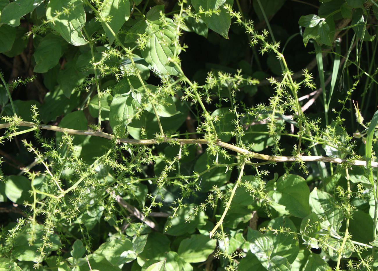 Image of Asparagus acutifolius specimen.