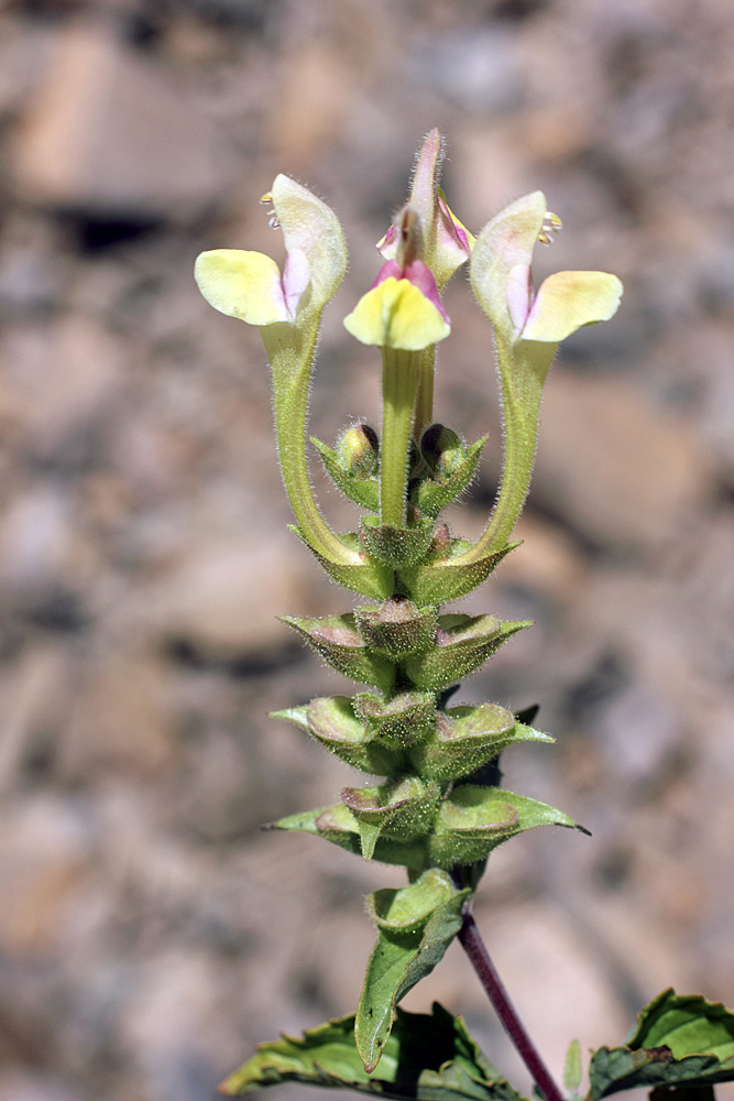 Image of Scutellaria adenostegia specimen.