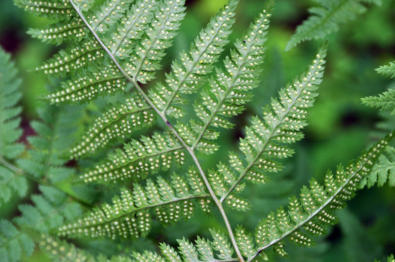 Изображение особи Dryopteris carthusiana.