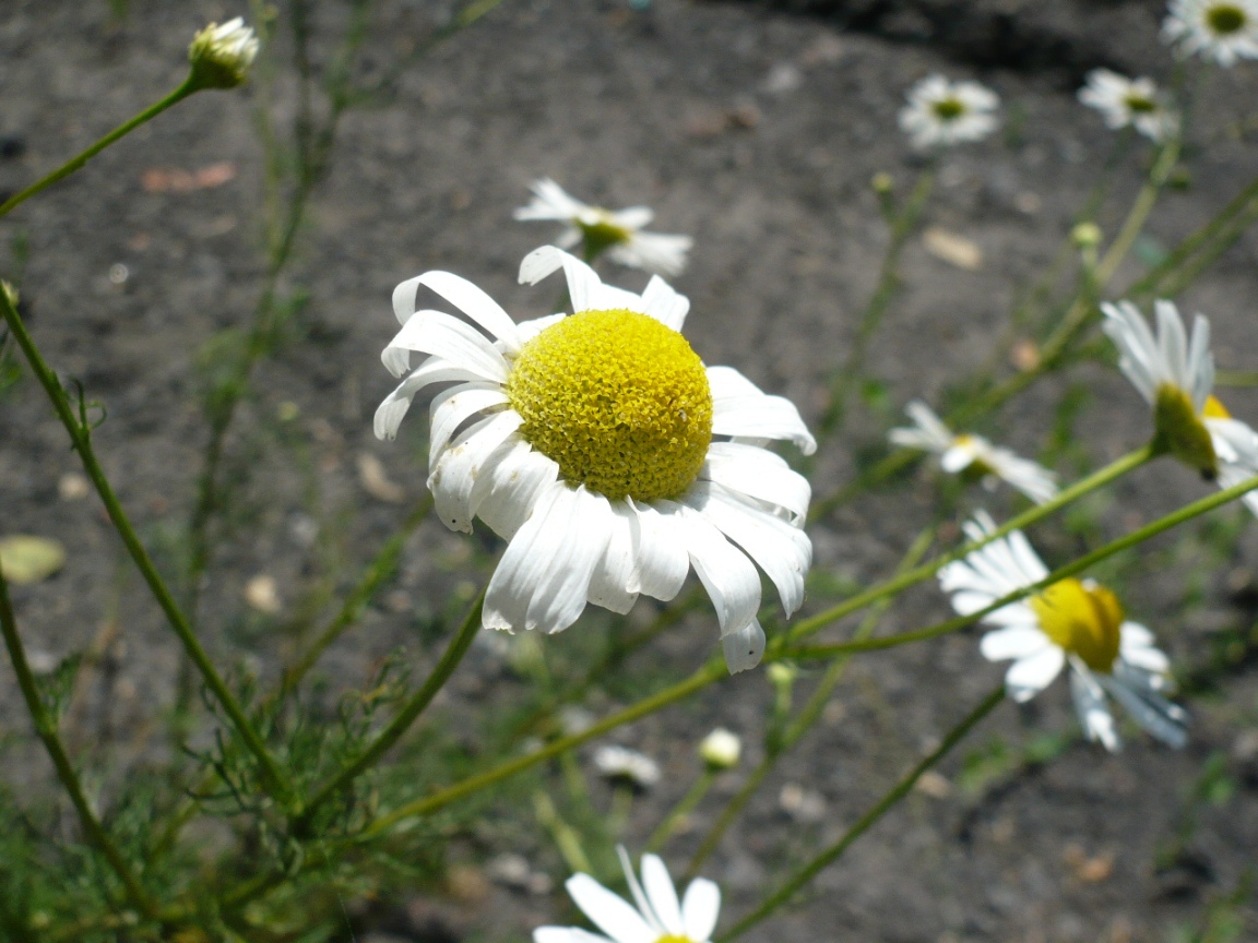 Изображение особи Tripleurospermum inodorum.