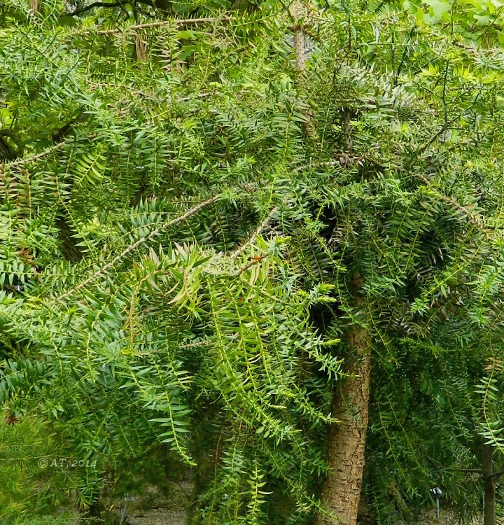 Изображение особи Araucaria bidwillii.