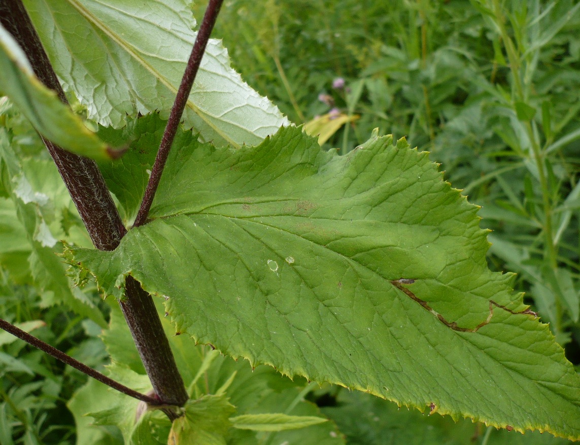 Image of Alfredia cernua specimen.